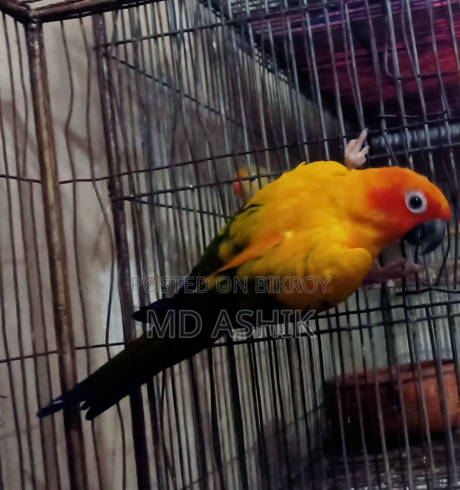 Sun Conure Breeding Female