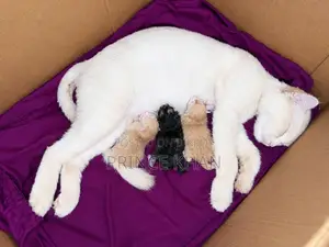 0-1 month Female Purebred Persian