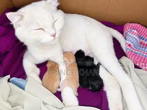 0-1 month Female Purebred Persian