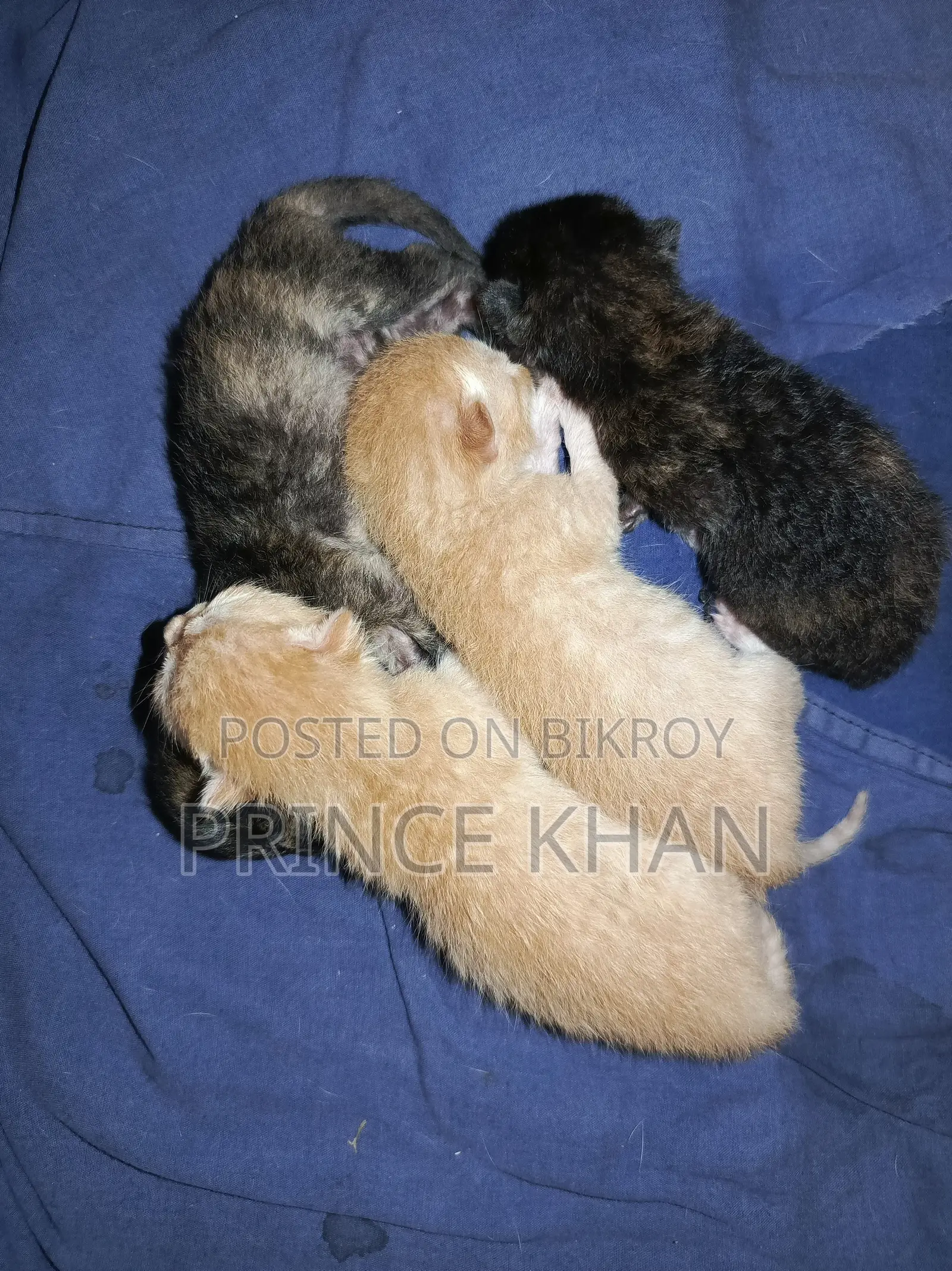 0-1 month Female Purebred Persian