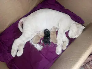0-1 month Female Purebred Persian