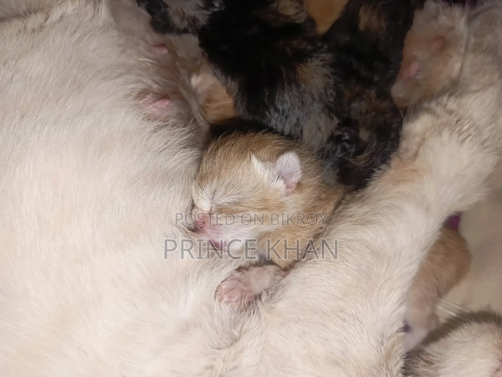 0-1 month Female Purebred Persian