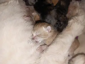 0-1 month Female Purebred Persian