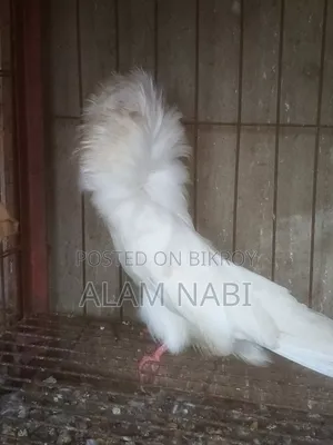 New Jacobin Female
