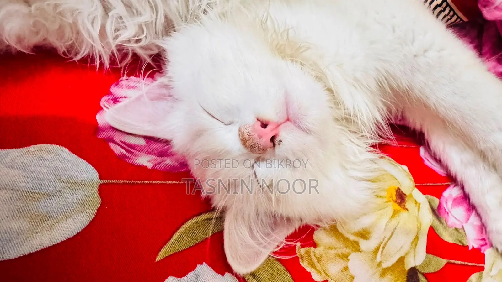 1-3 months Female Mixed Breed Persian