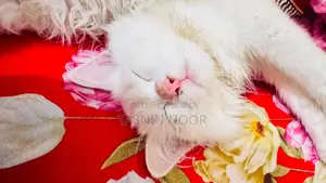 1-3 months Female Mixed Breed Persian