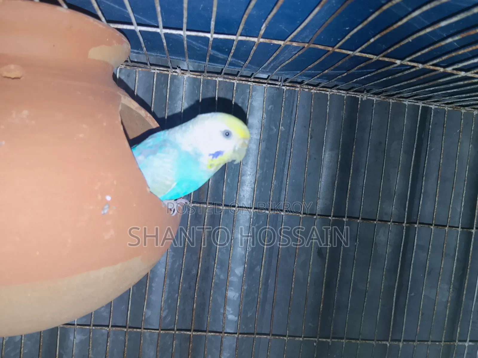 Rainbow Budgerigar