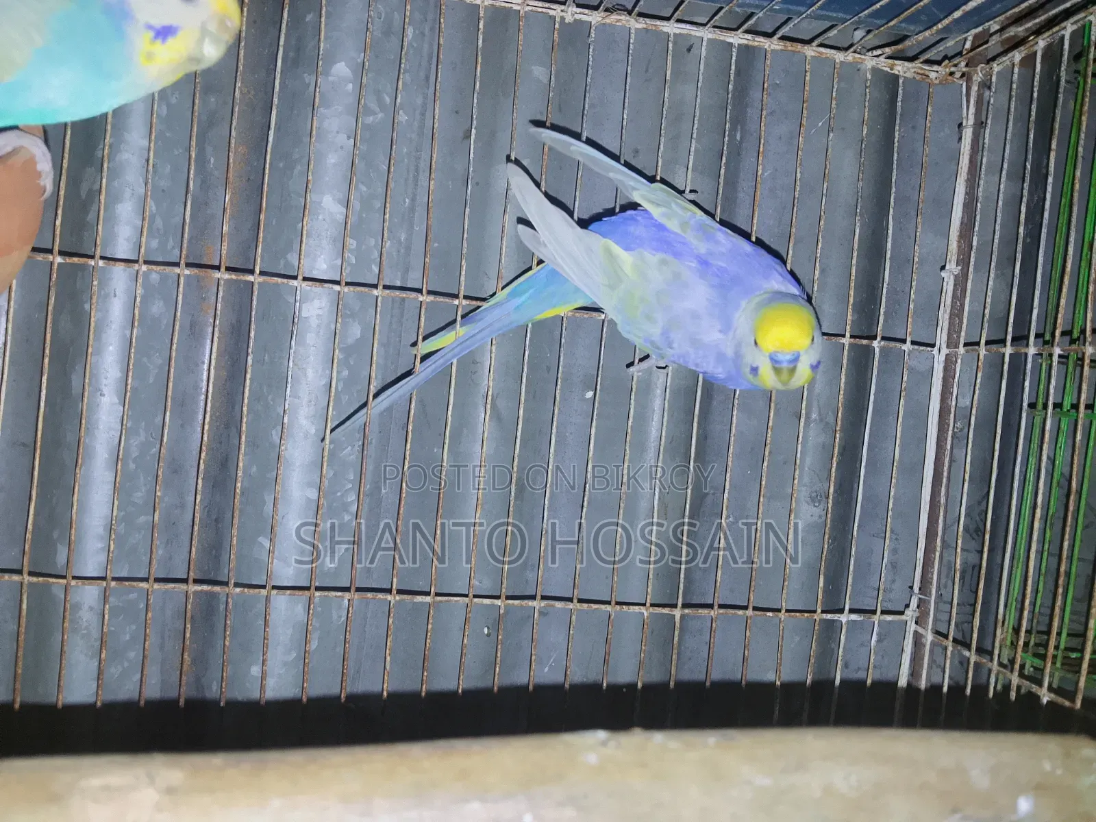 Rainbow Budgerigar