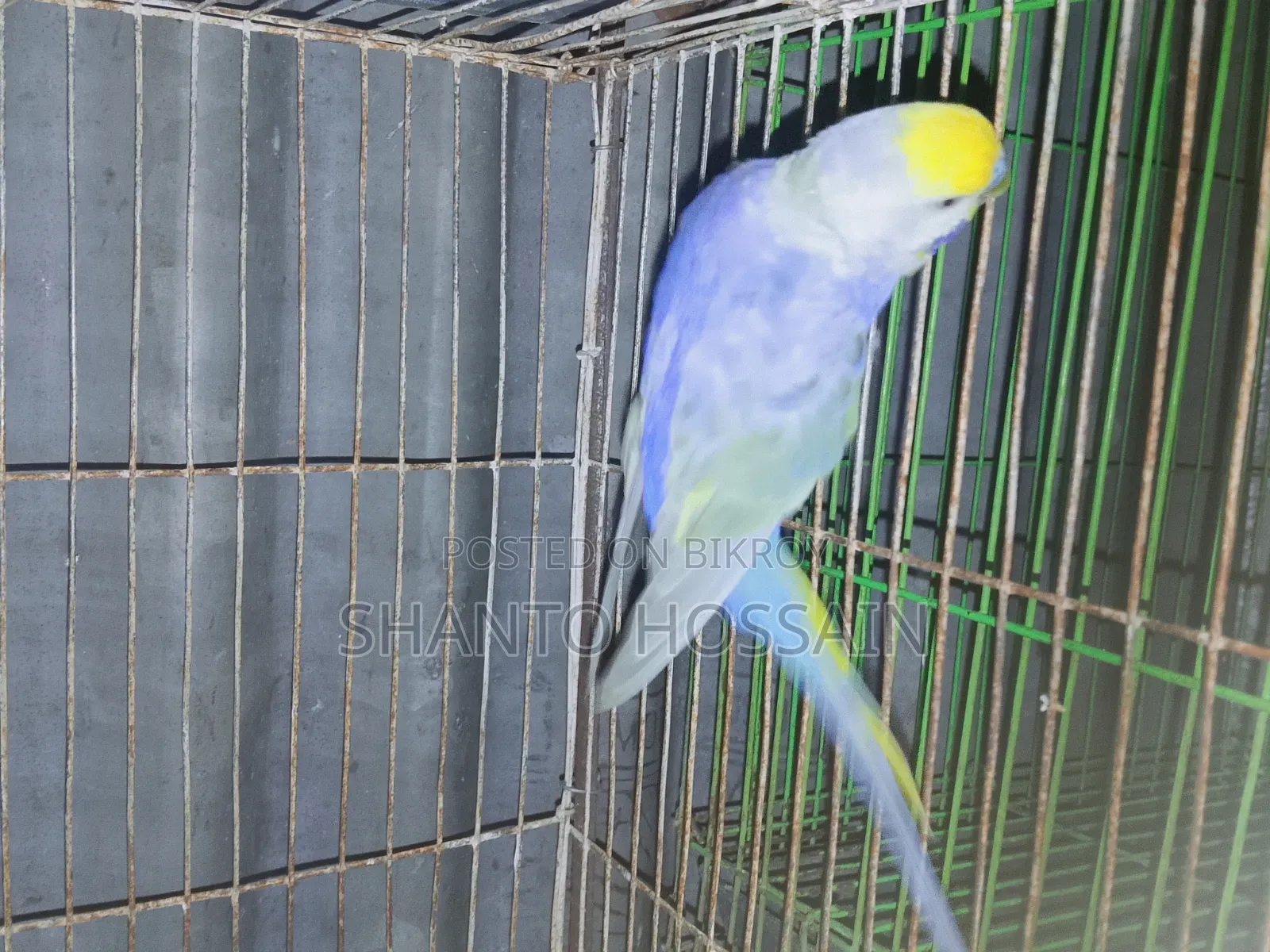 Rainbow Budgerigar