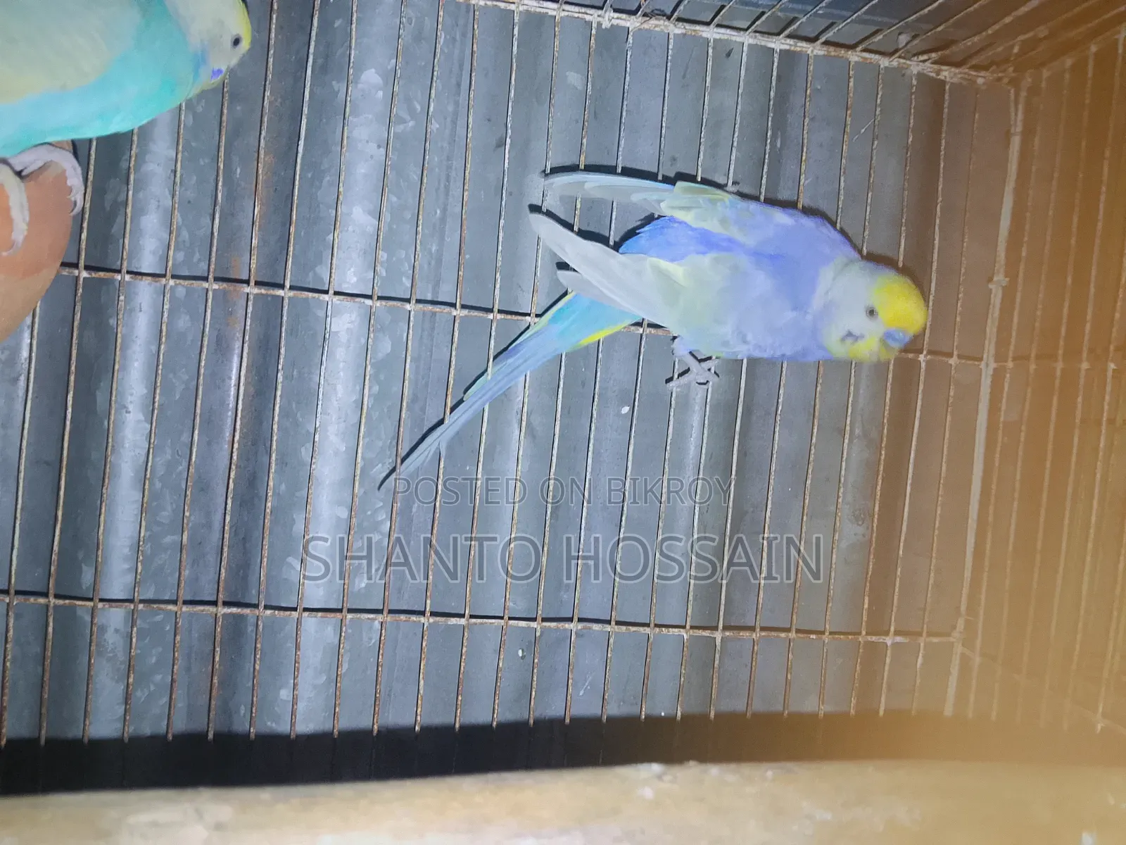 Rainbow Budgerigar