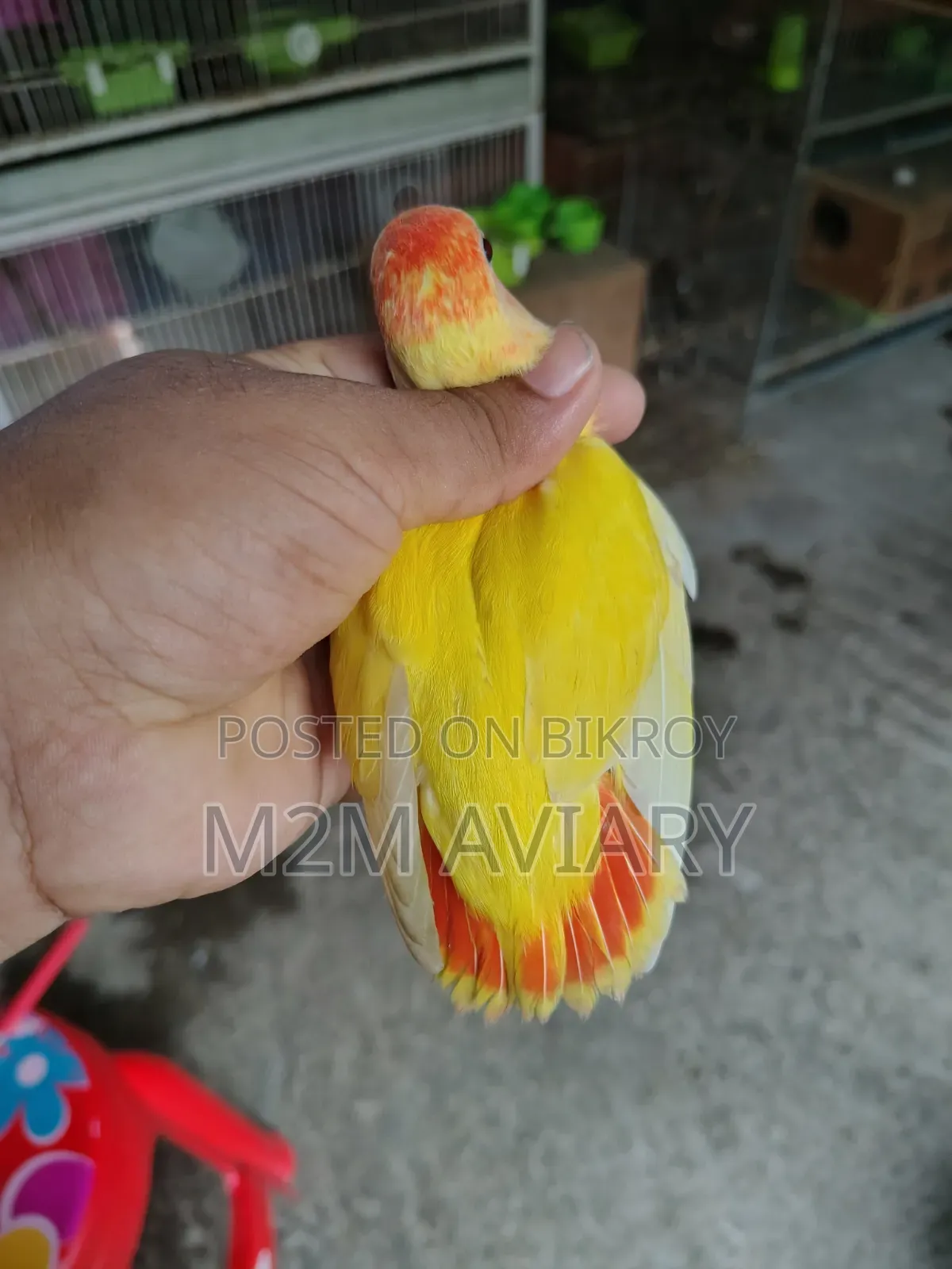Lovebirds Non Ring Tam Size, Self Feed, Adult Pair Available