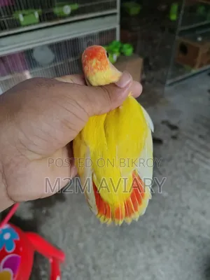 Lovebirds Non Ring Tam Size, Self Feed, Adult Pair Available