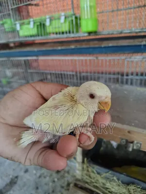 Lovebirds Non Ring Tam Size, Self Feed, Adult Pair Available