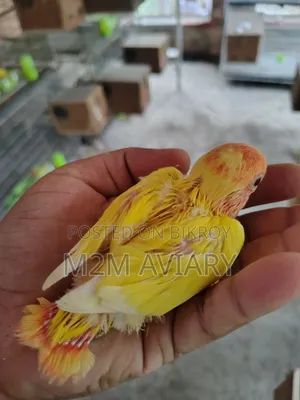 Lovebirds Non Ring Tam Size, Self Feed, Adult Pair Available