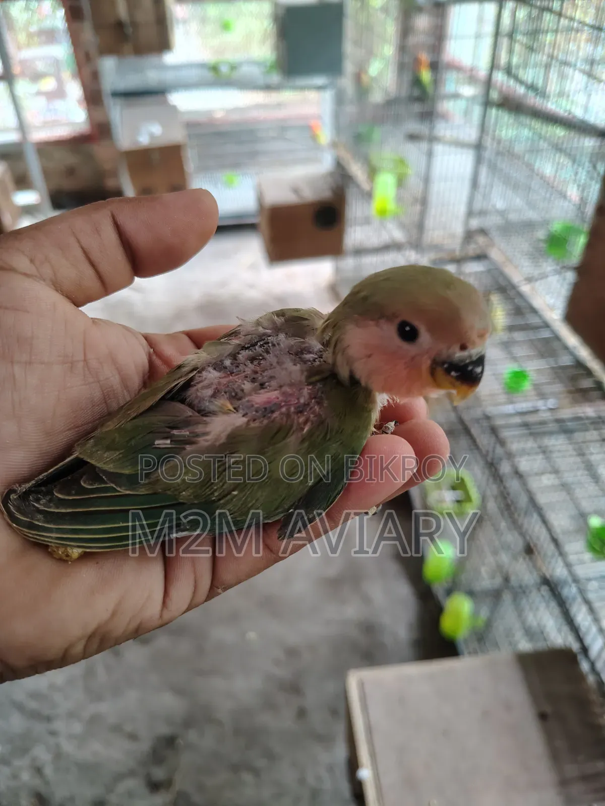 Lovebirds Non Ring Tam Size, Self Feed, Adult Pair Available