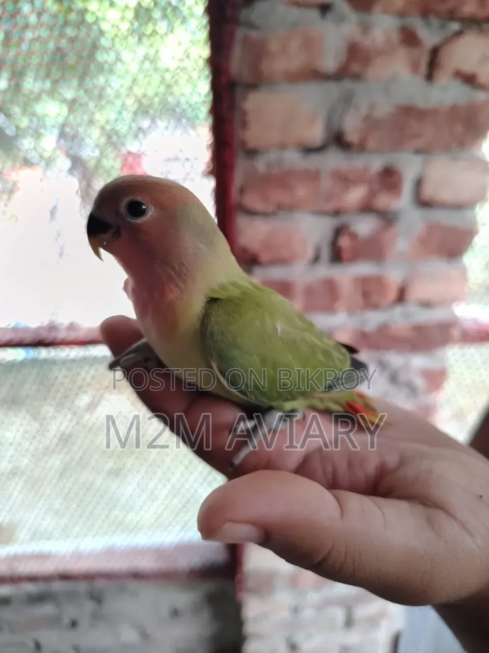 Lovebirds Non Ring Tam Size, Self Feed, Adult Pair Available