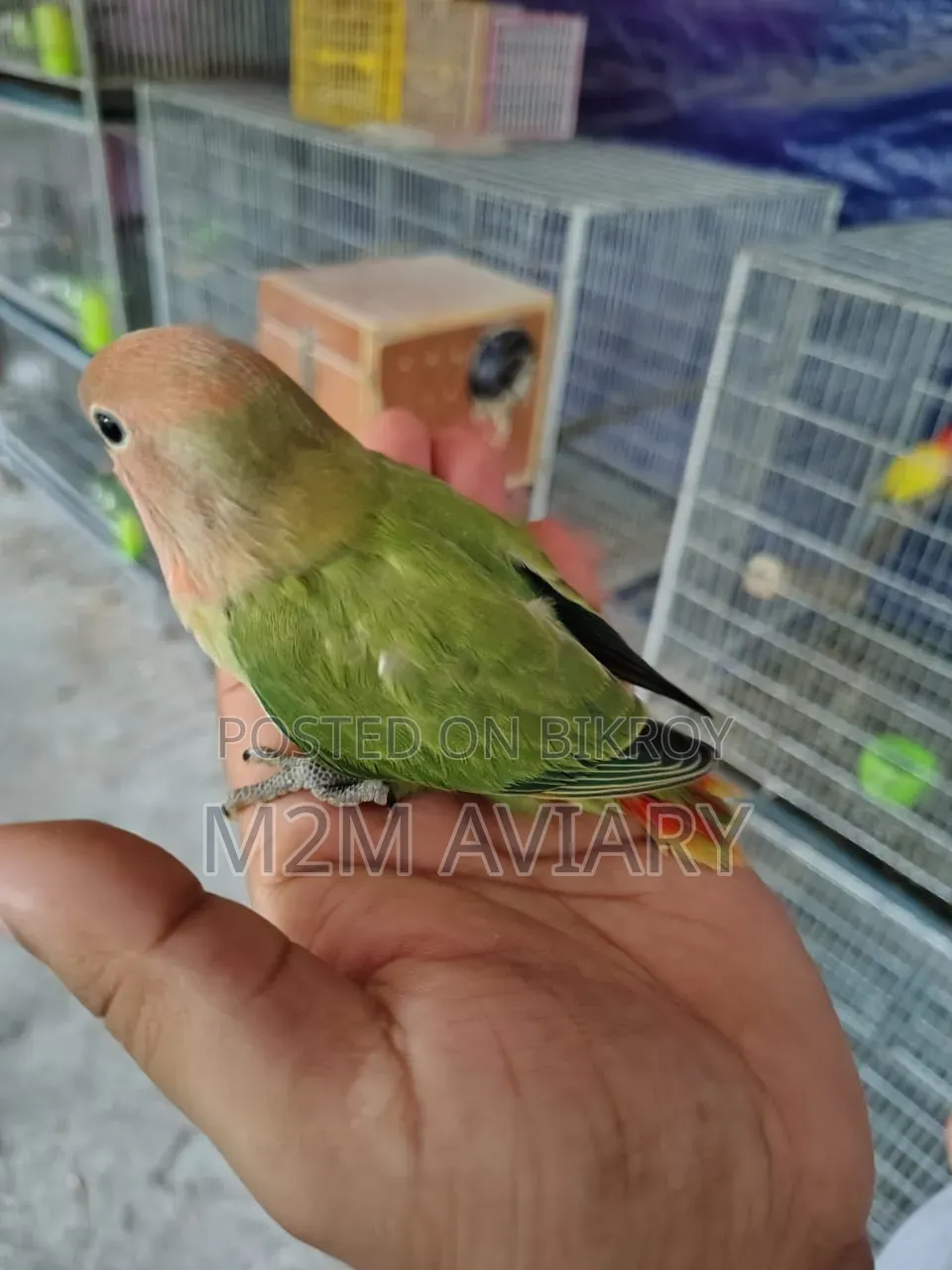 Lovebirds Non Ring Tam Size, Self Feed, Adult Pair Available