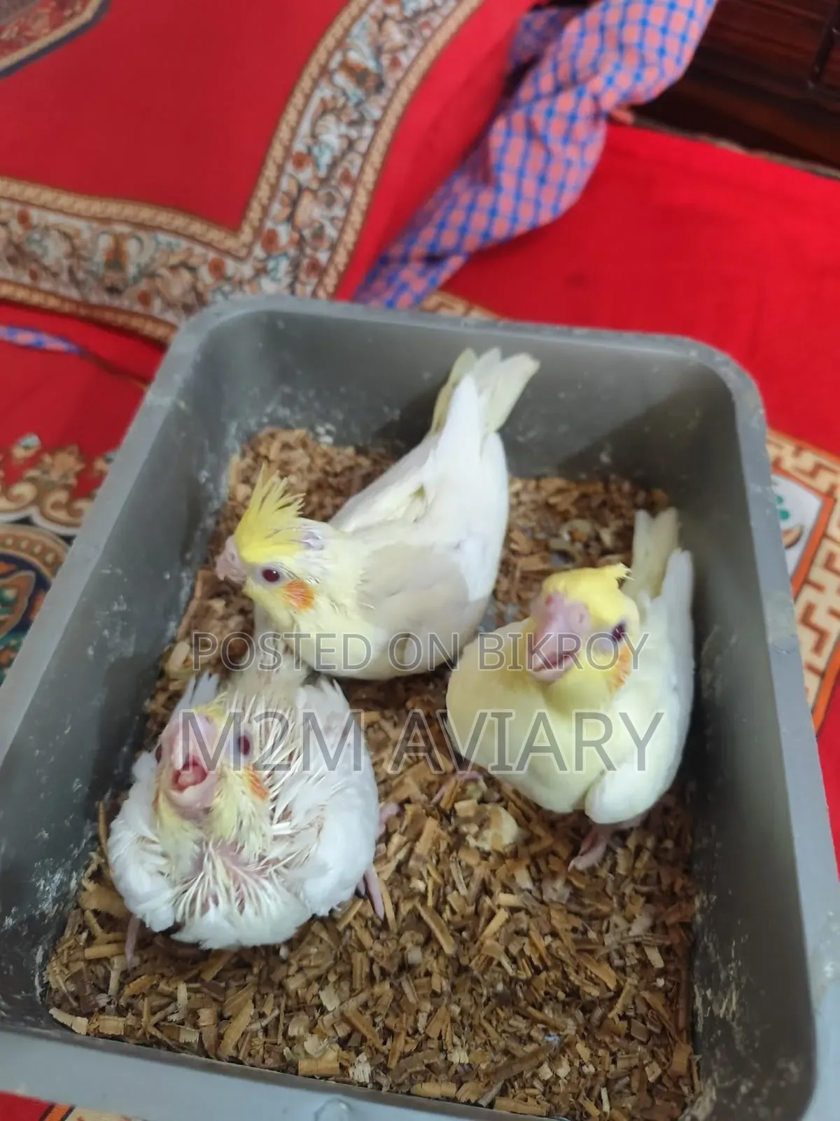 ককাটেল টেম সাইজ বেবি
