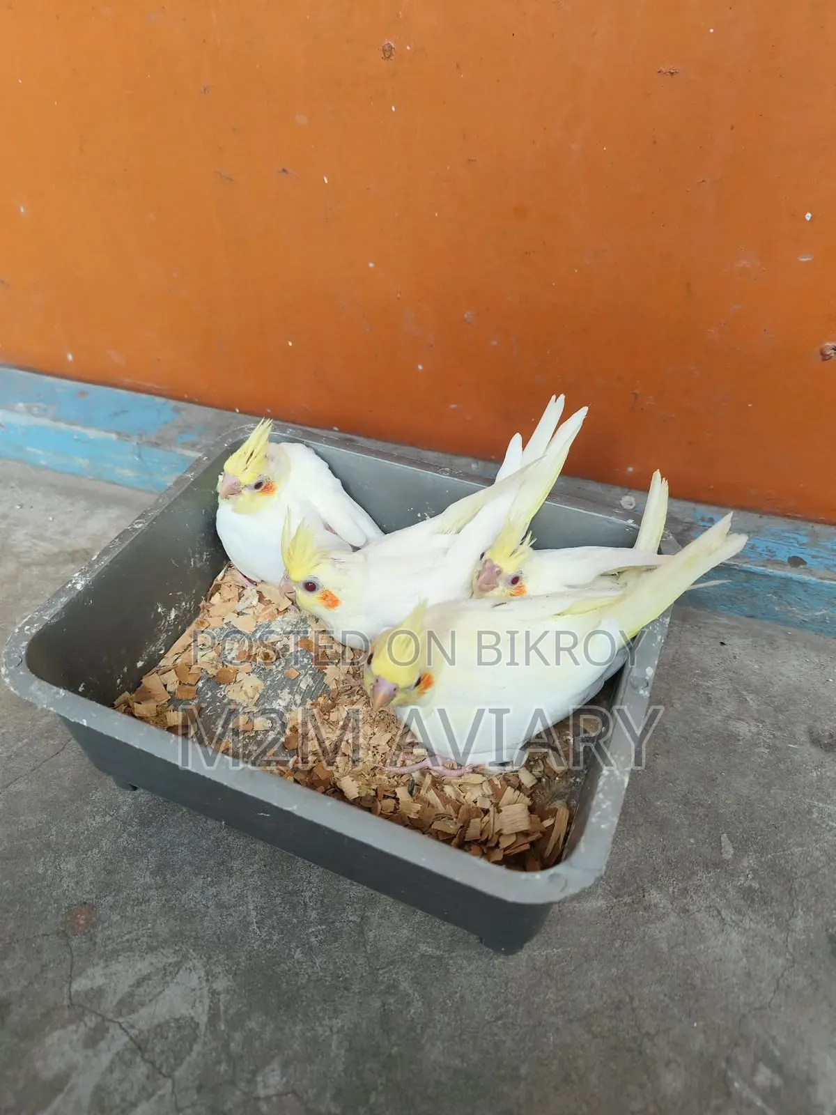 ককাটেল টেম সাইজ বেবি