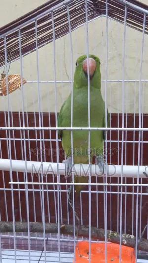 Sweet Parrot
