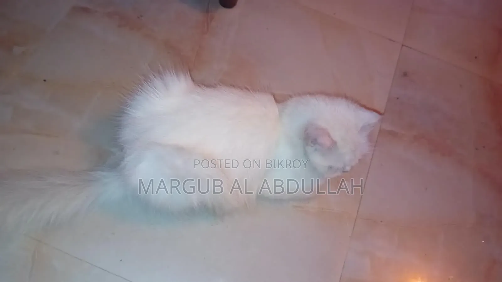1+ Year Female Purebred Persian Cat