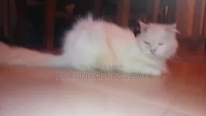 1+ Year Female Purebred Persian Cat