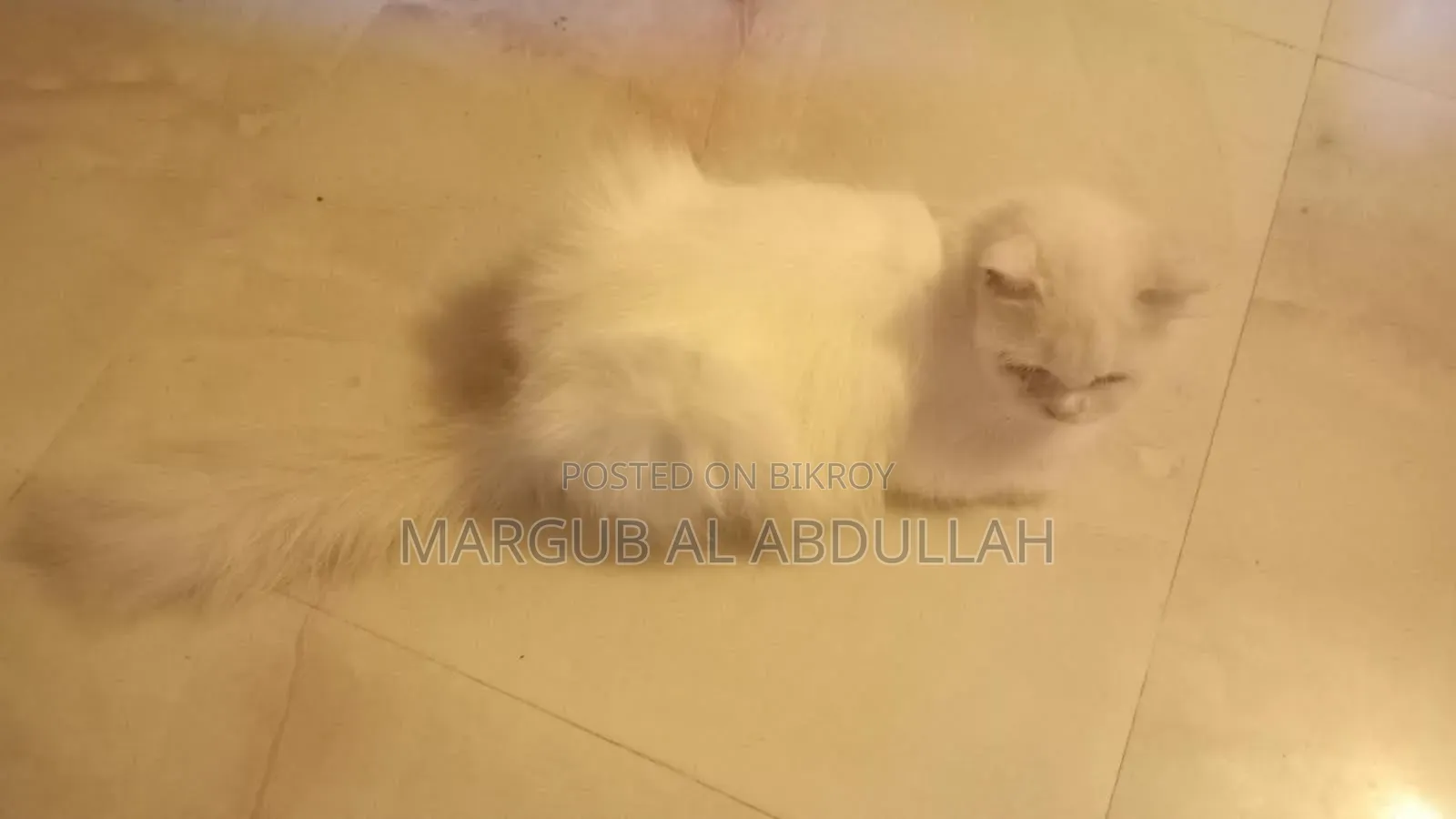 1+ Year Female Purebred Persian Cat