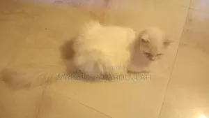 1+ Year Female Purebred Persian Cat
