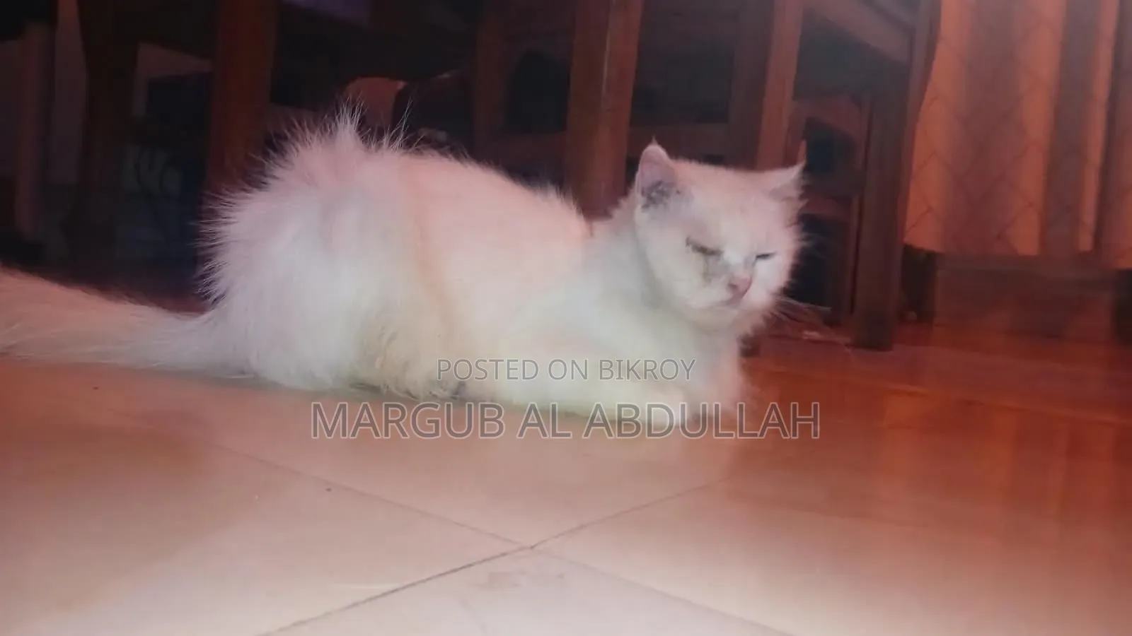 1+ Year Female Purebred Persian Cat