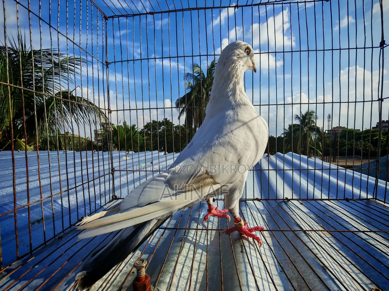 কালডম মেল