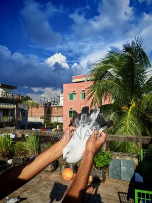 কালডম মেল