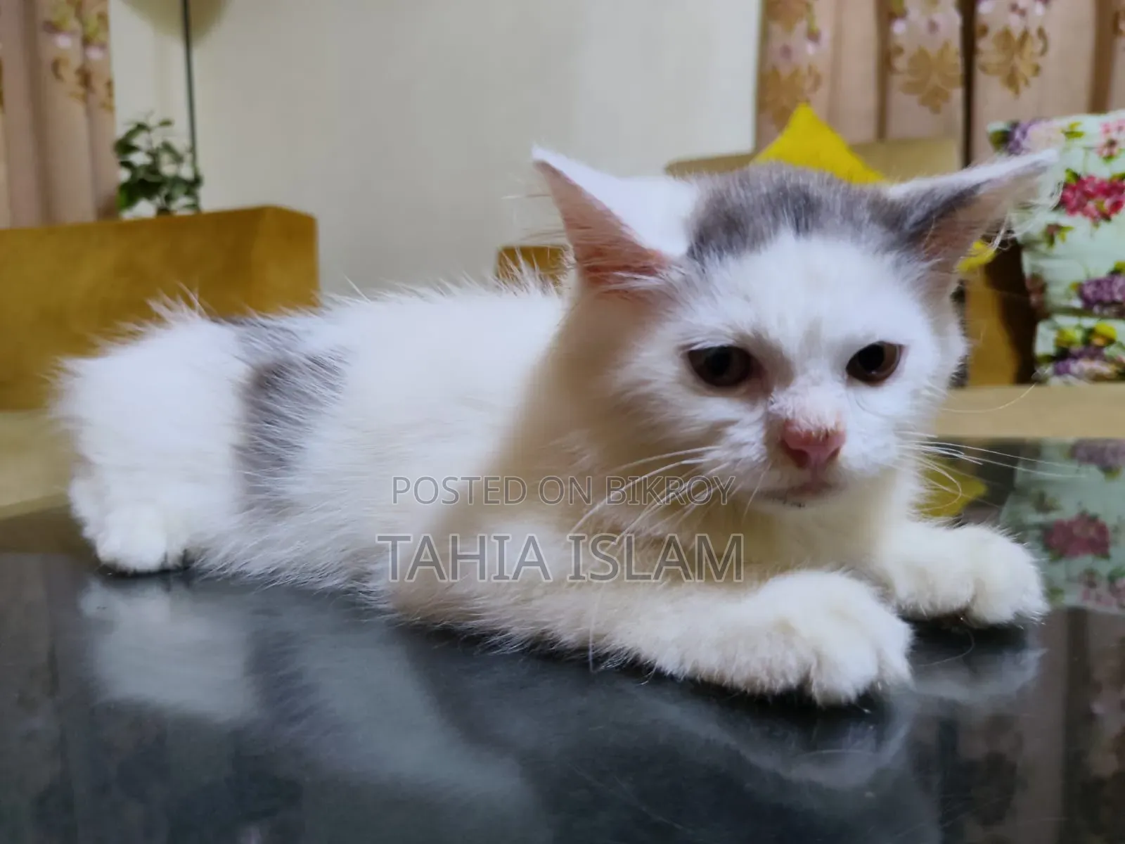 1-3 months Male Purebred Persian
