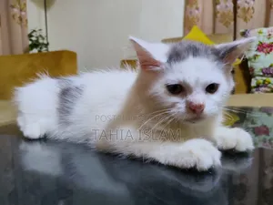 1-3 months Male Purebred Persian