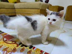 1-3 months Male Purebred Persian
