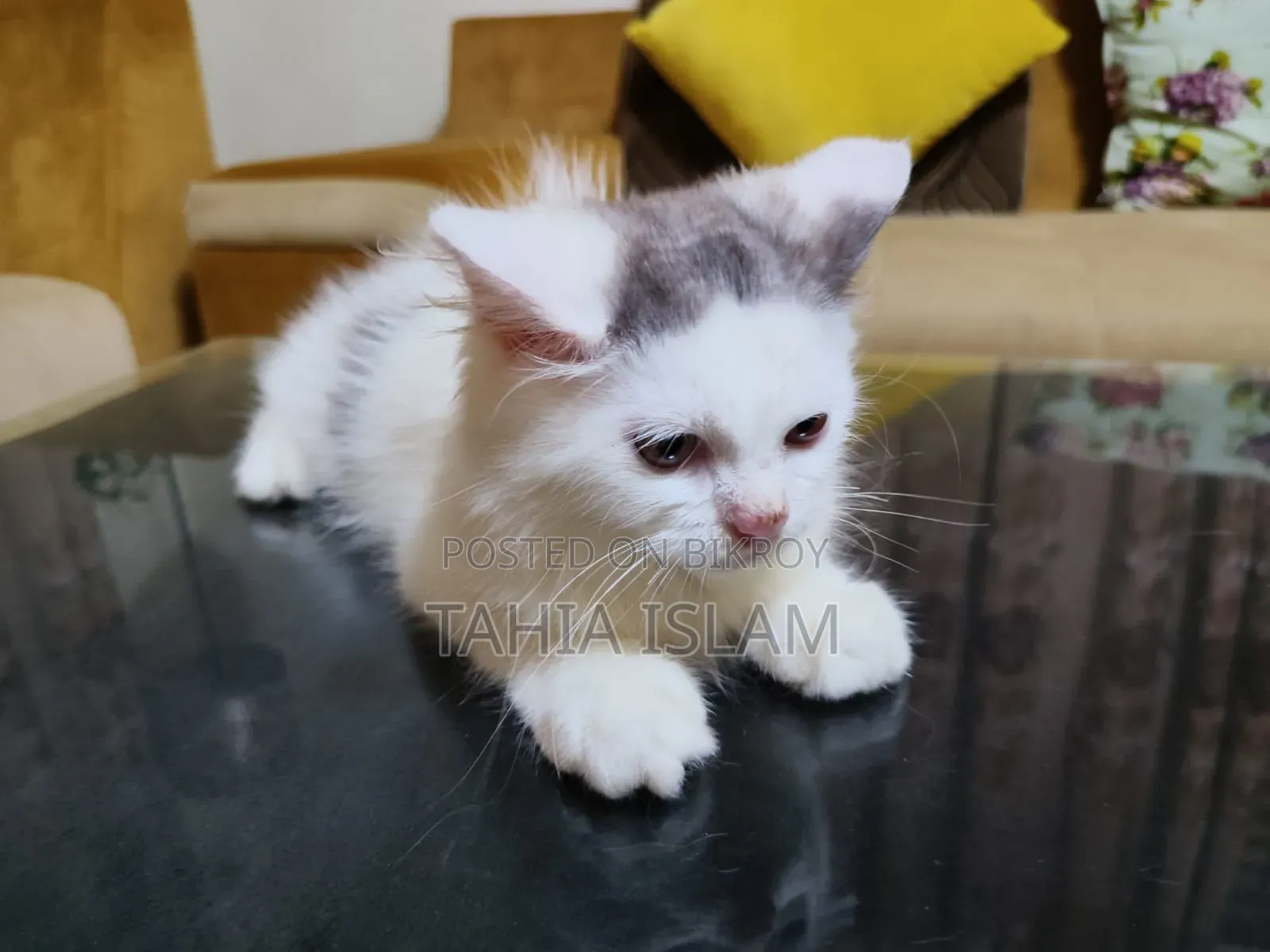 1-3 months Male Purebred Persian