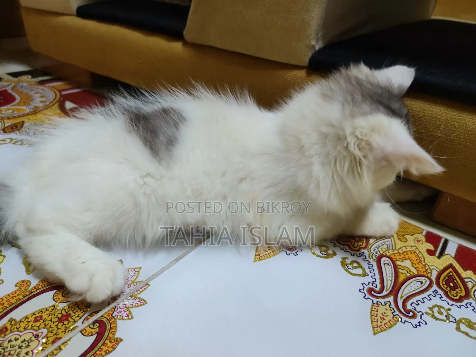 1-3 months Male Purebred Persian