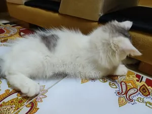 1-3 months Male Purebred Persian