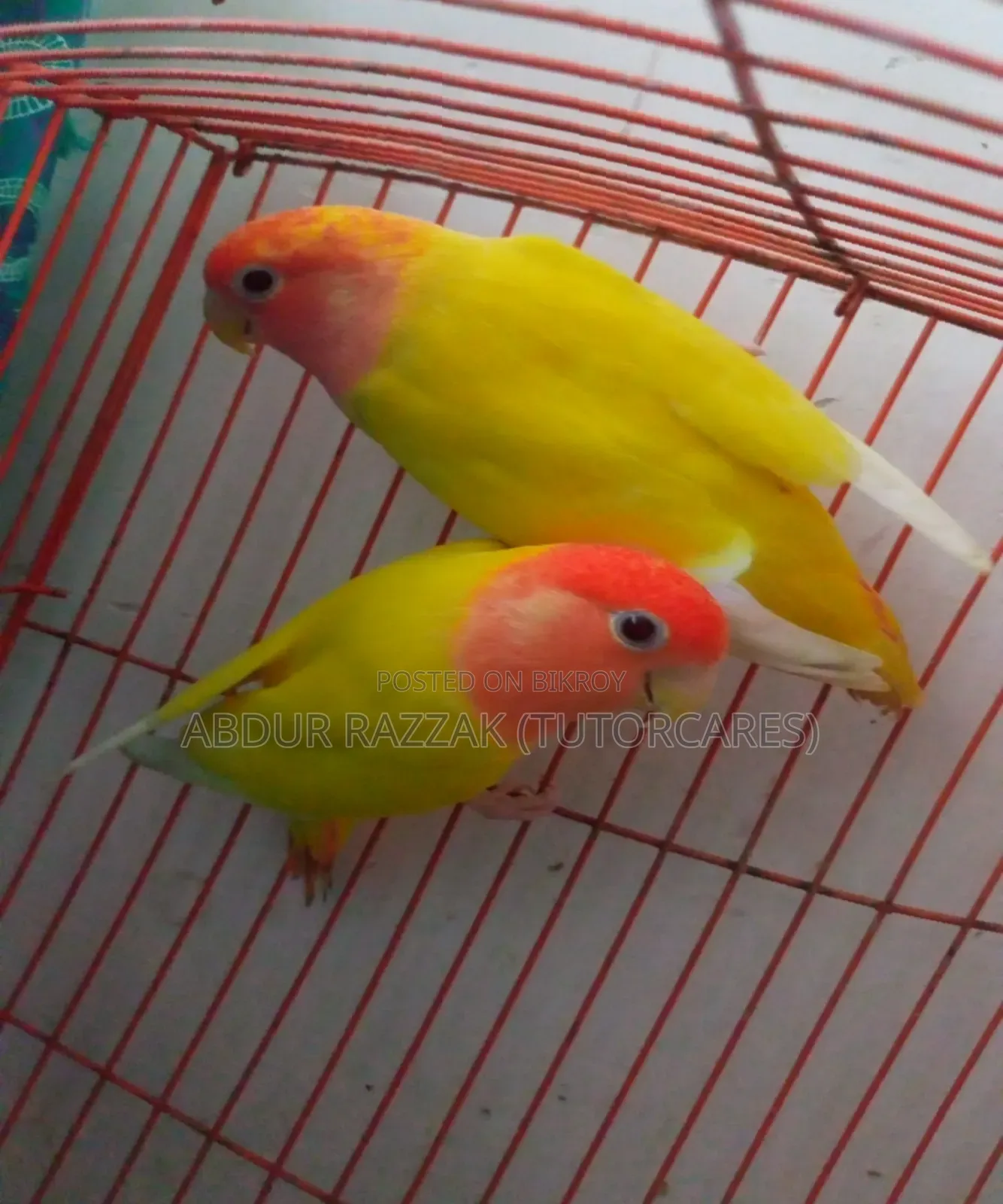 Red Head Latino Opaline Love Bird Running Pair