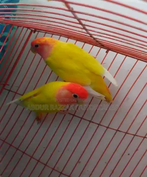 Red Head Latino Opaline Love Bird Running Pair
