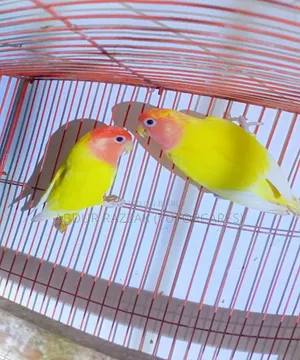 Red Head Latino Opaline Love Bird Running Pair