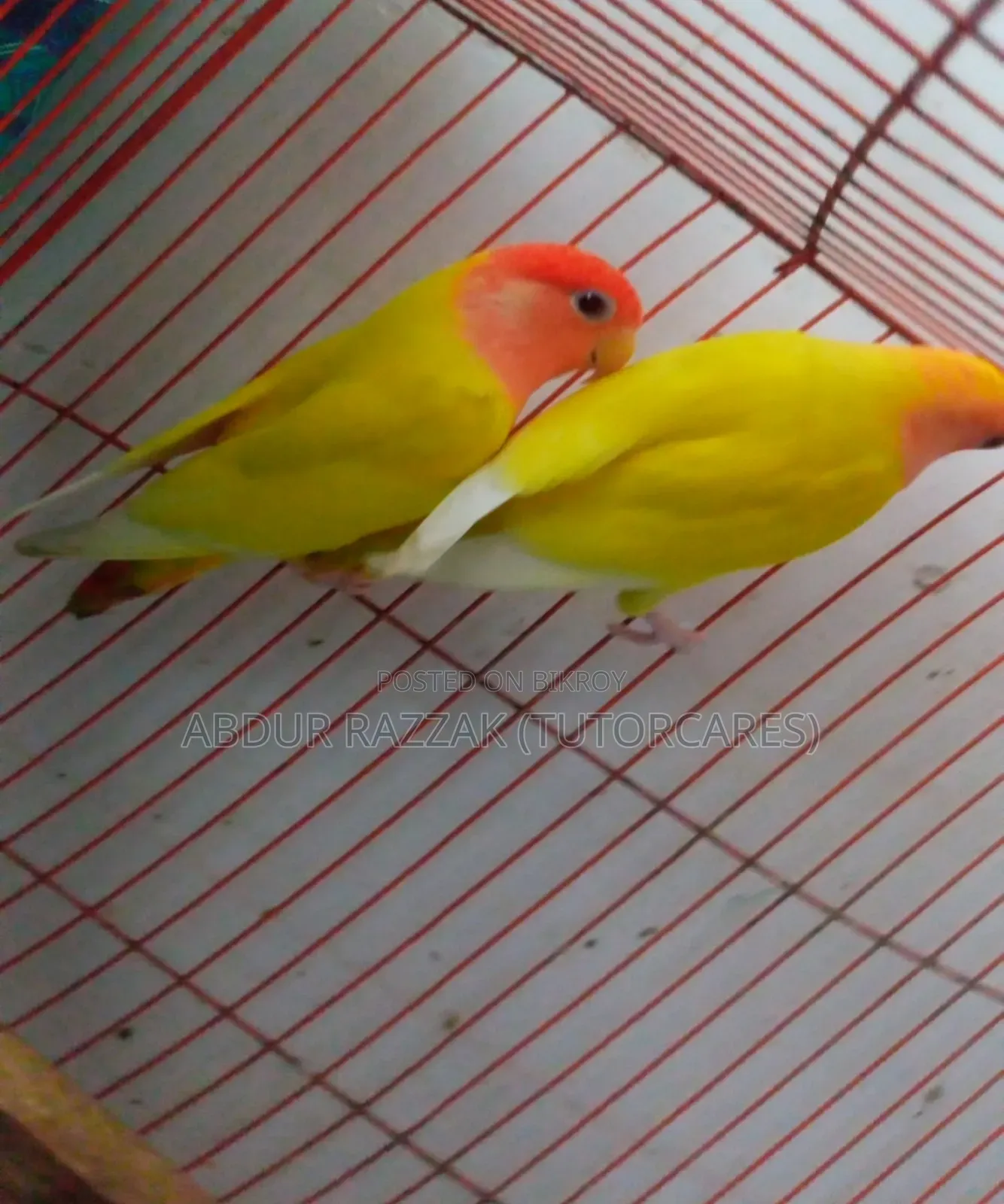Red Head Latino Opaline Love Bird Running Pair