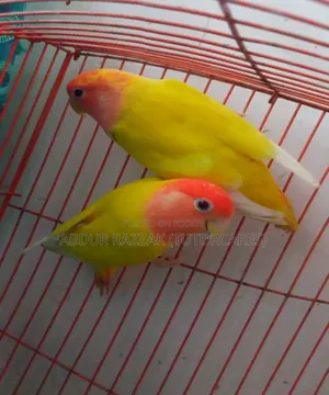Red Head Latino Opaline Love Bird Running Pair