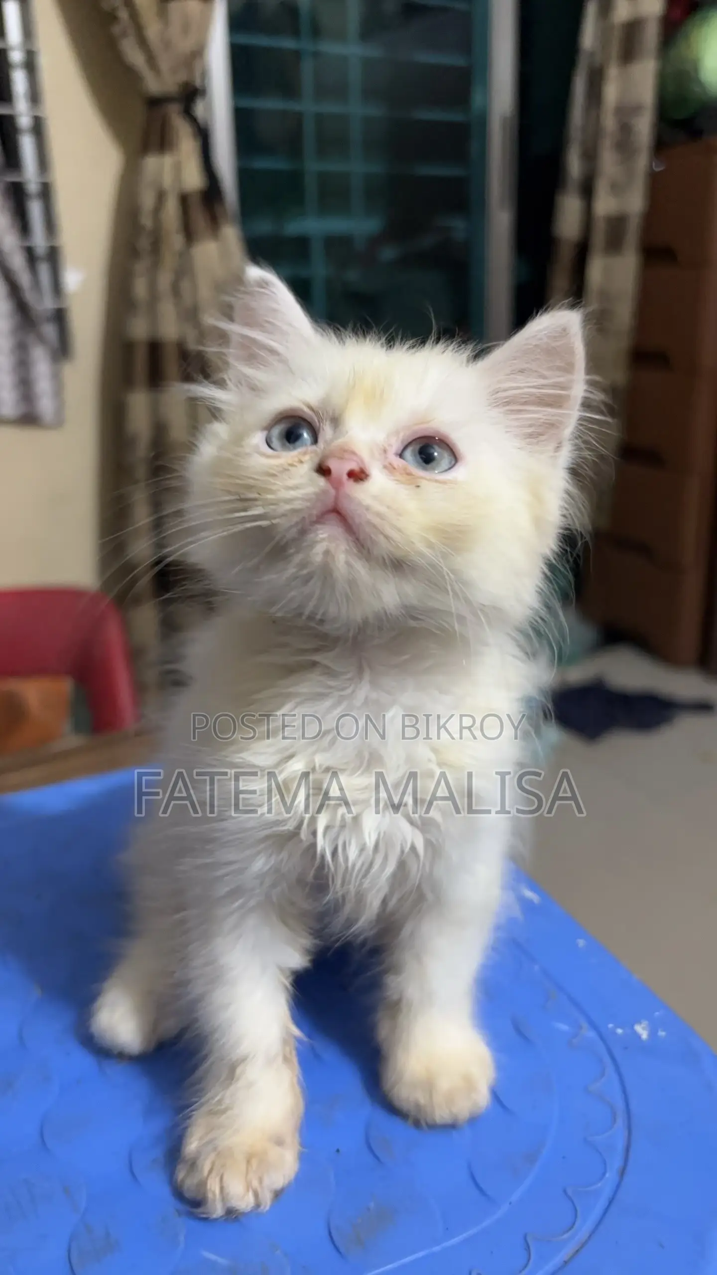 1-3 months Male Purebred Persian