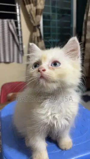 1-3 months Male Purebred Persian