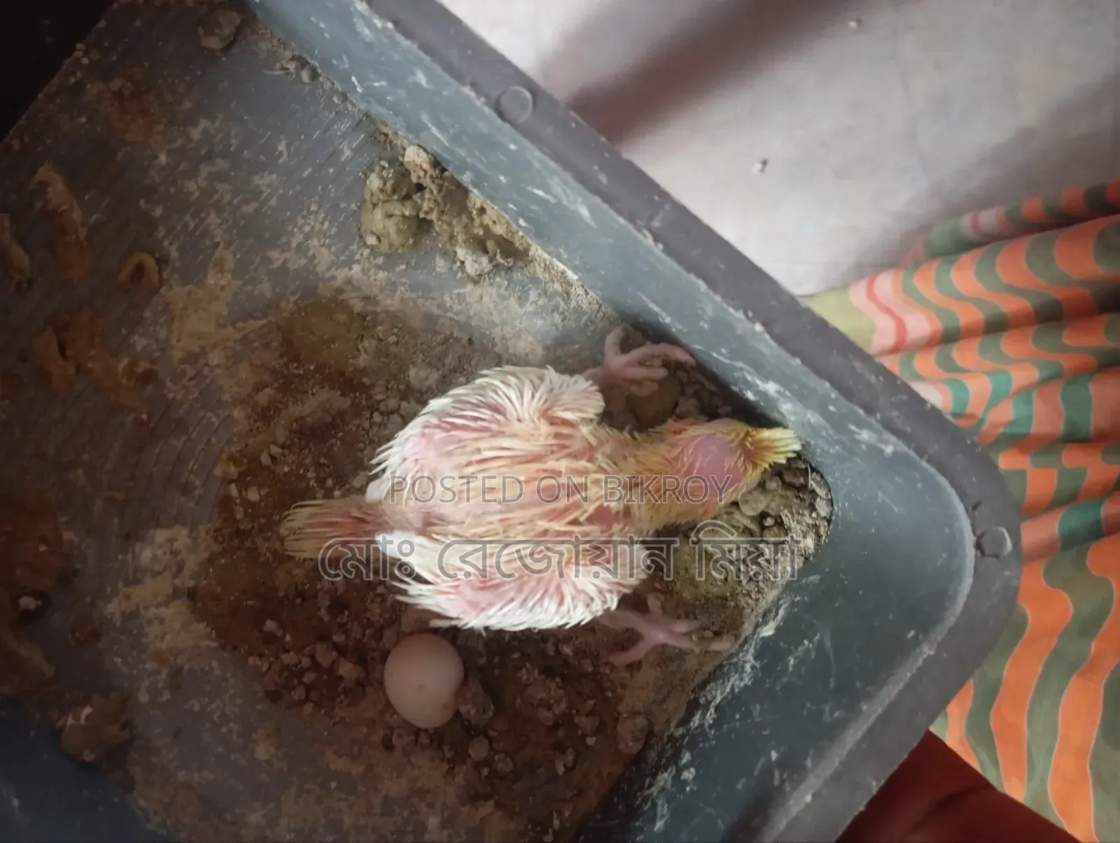 Lutino Running Pair Cockatiel For Sale