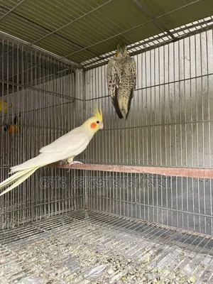 Lutino Running Pair Cockatiel For Sale