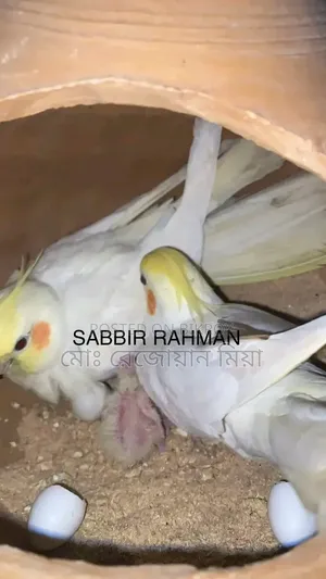 Lutino Running Pair Cockatiel For Sale