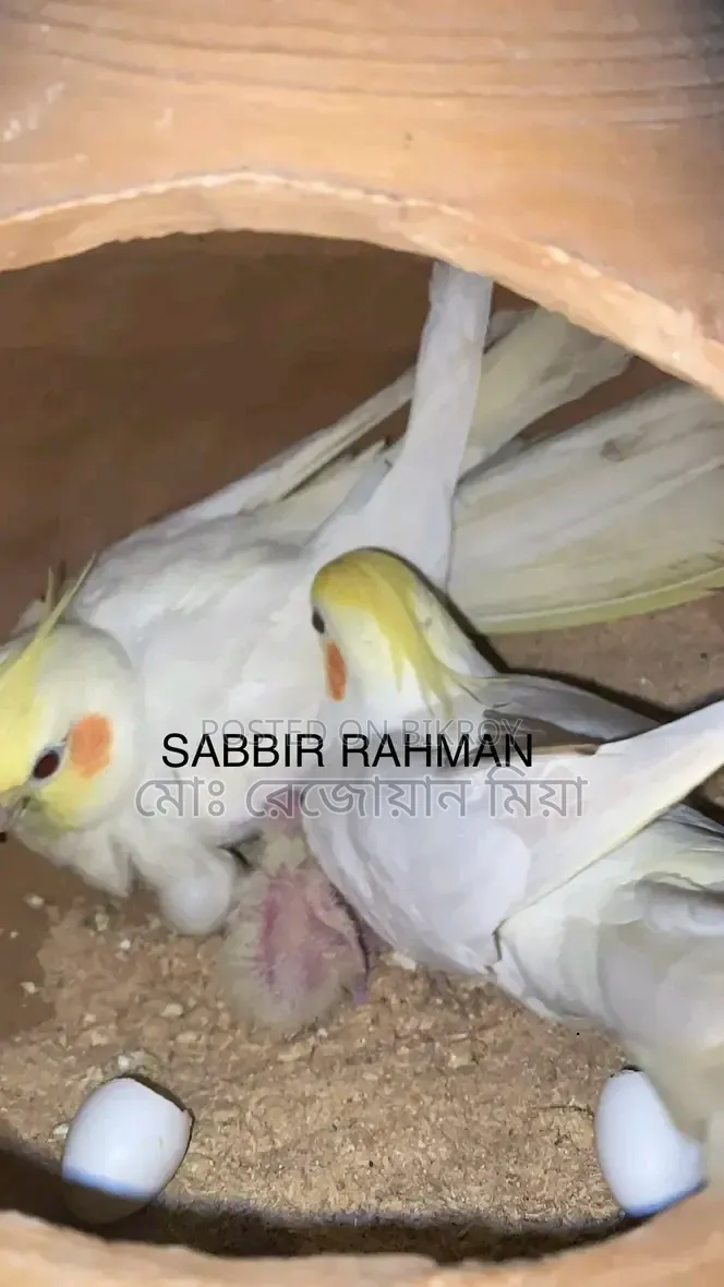 Lutino Running Pair Cockatiel For Sale