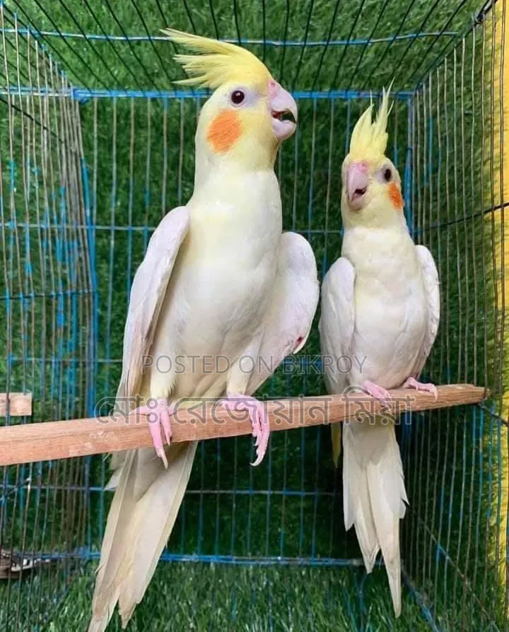 Lutino Running Pair Cockatiel For Sale
