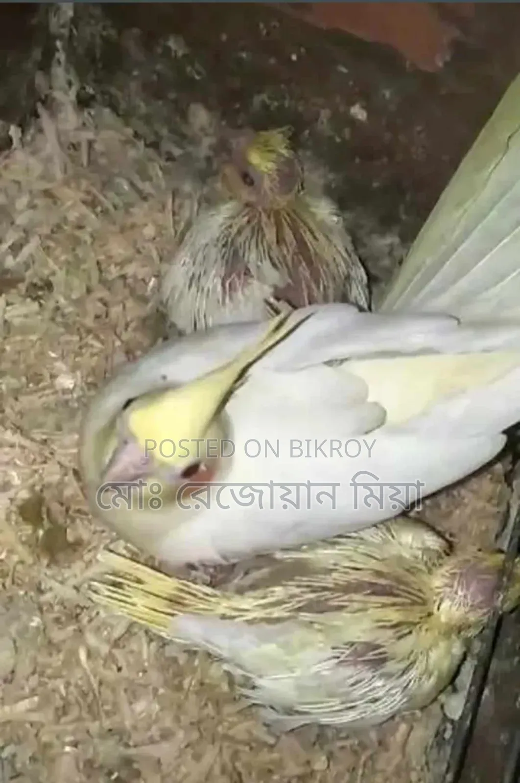 Lutino Running Pair Cockatiel For Sale